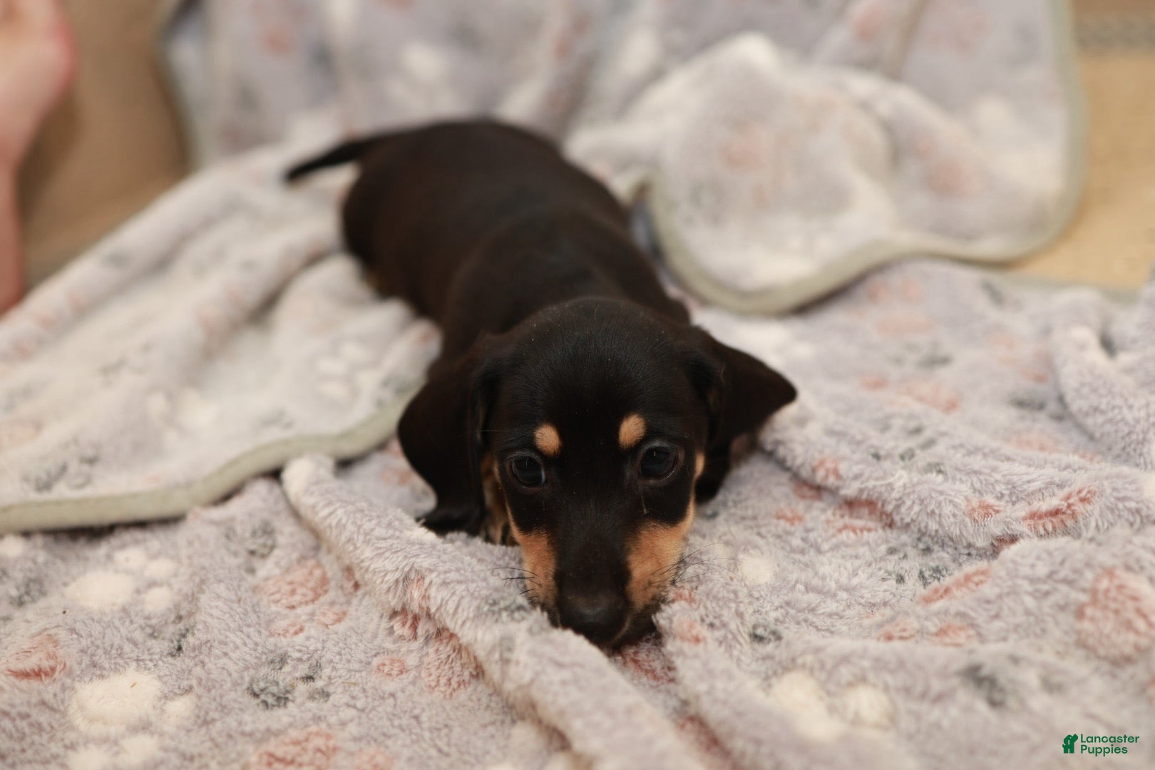 Miniature Dachshund dogs Wanda - Ad 2