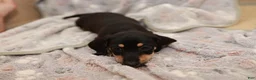 Miniature Dachshund dogs for sale: Wanda - Ad 2