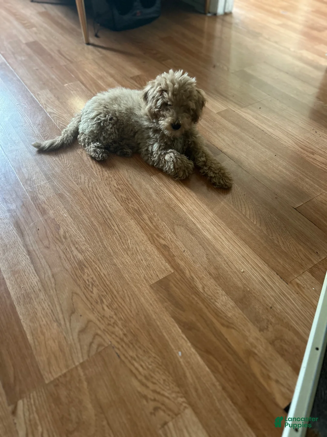 Mixed Breed dogs for stud: Bichon mixed with miniature poodle - Ad 5