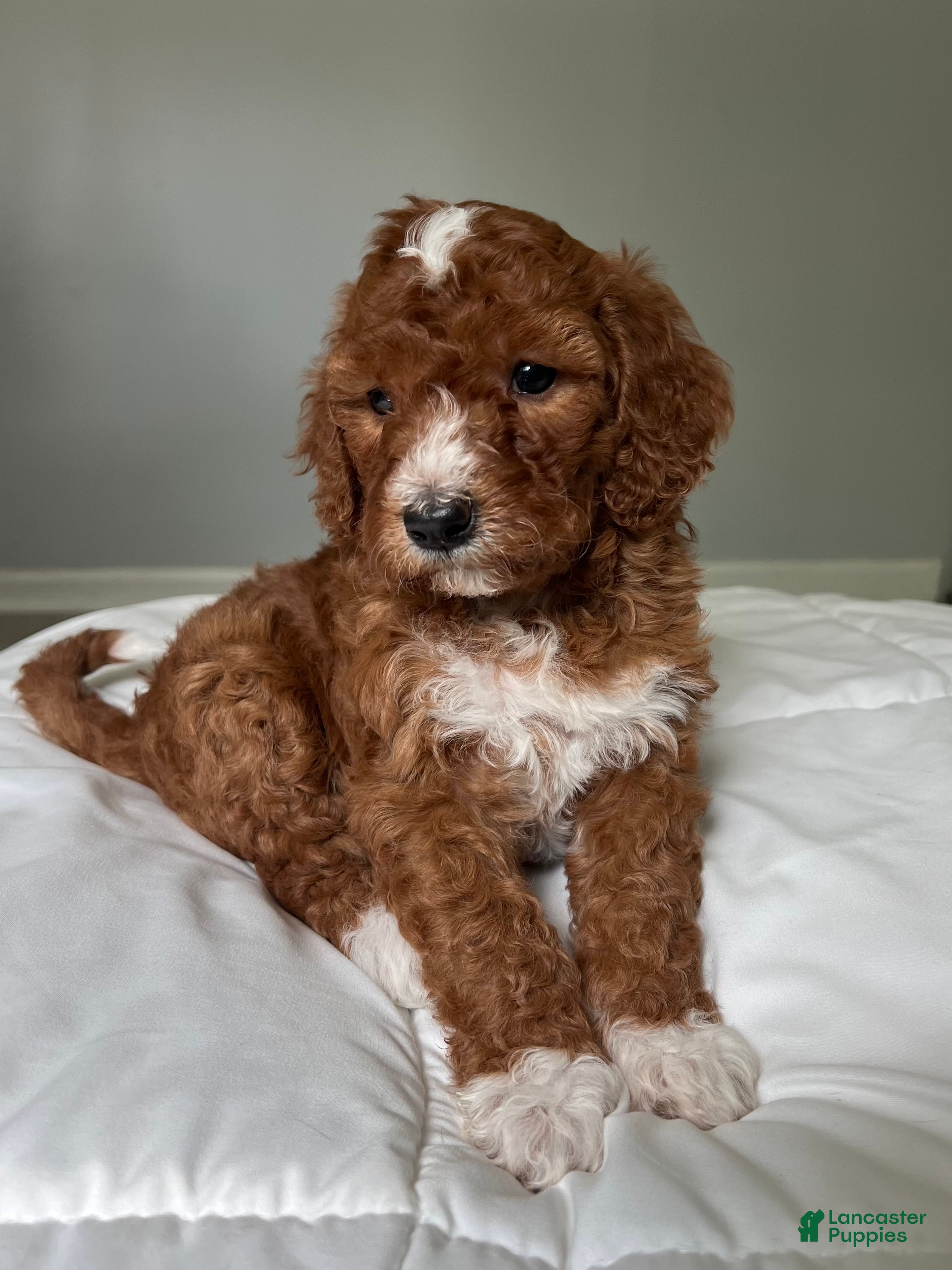 Mini Goldendoodle dogs Mini Goldendoodle Puppy 3 - Ad 2