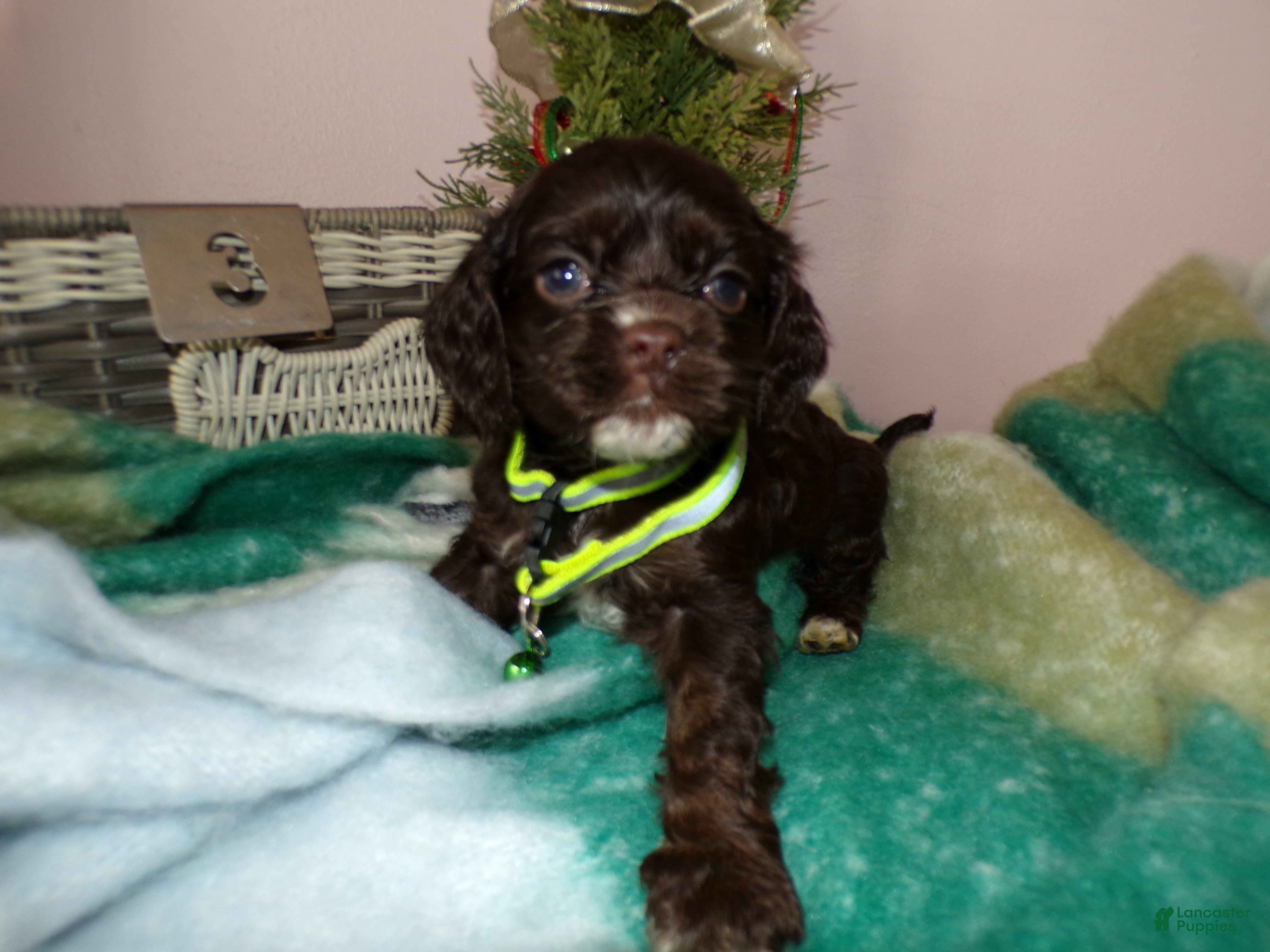 Cocker Spaniel dogs Cocker Spaniel Puppy 3 Mindy - Ad 38