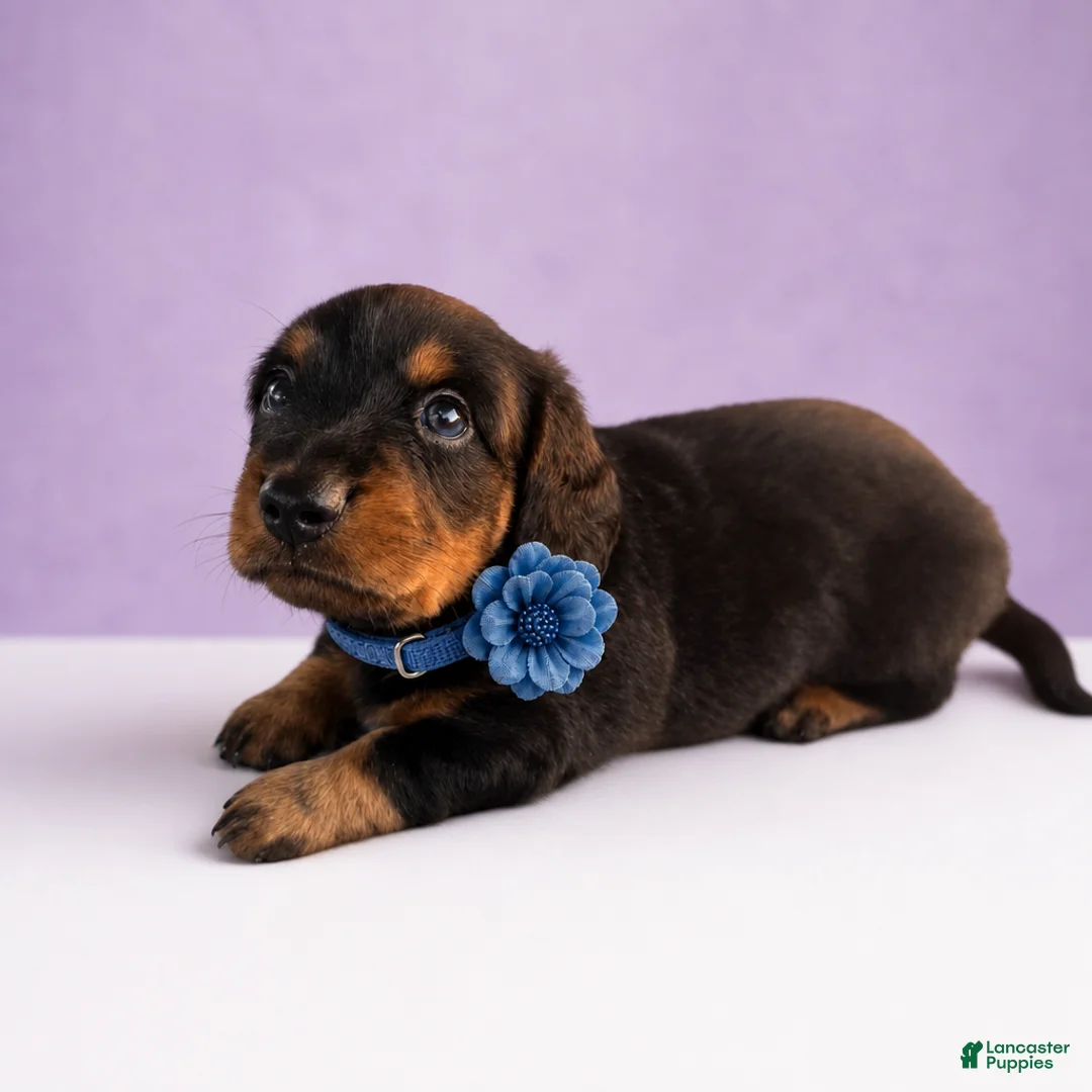 Miniature Dachshund dogs for sale: Josh - Ad 1