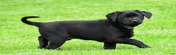 Labrador Retriever dogs for sale: Daisy - Ad 10