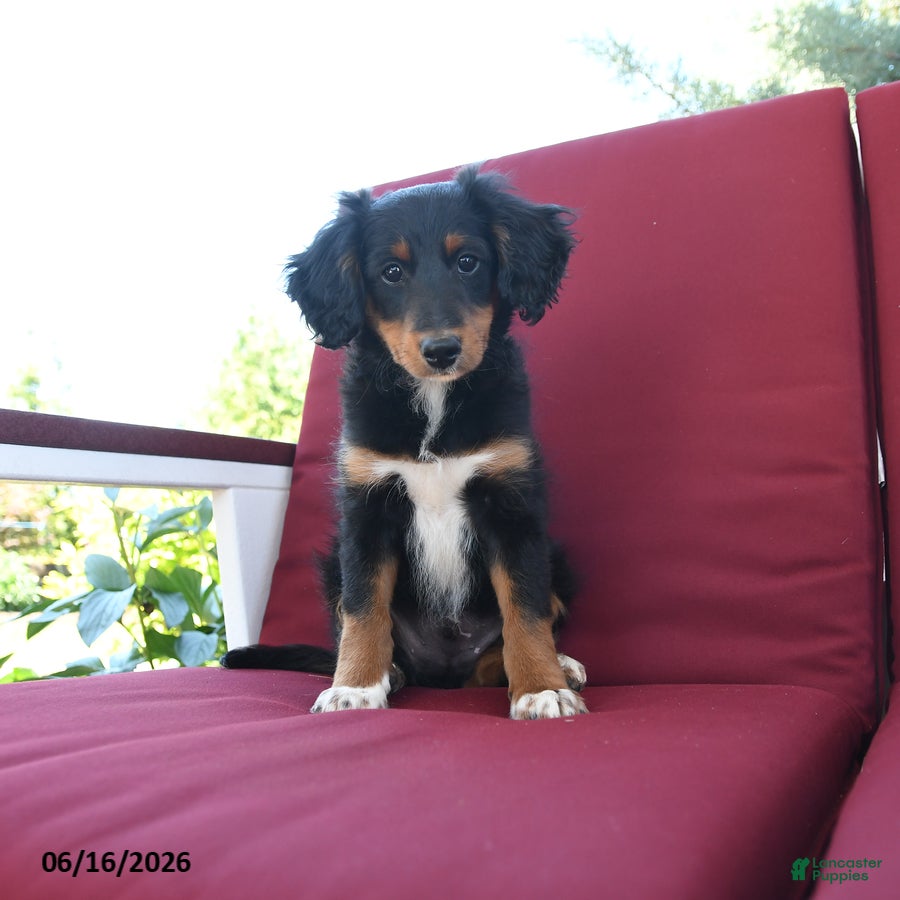 Mixed Breed dogs Ronald - Ad 2