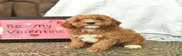 Miniature Poodle dogs for sale: Chuck  - Ad 5