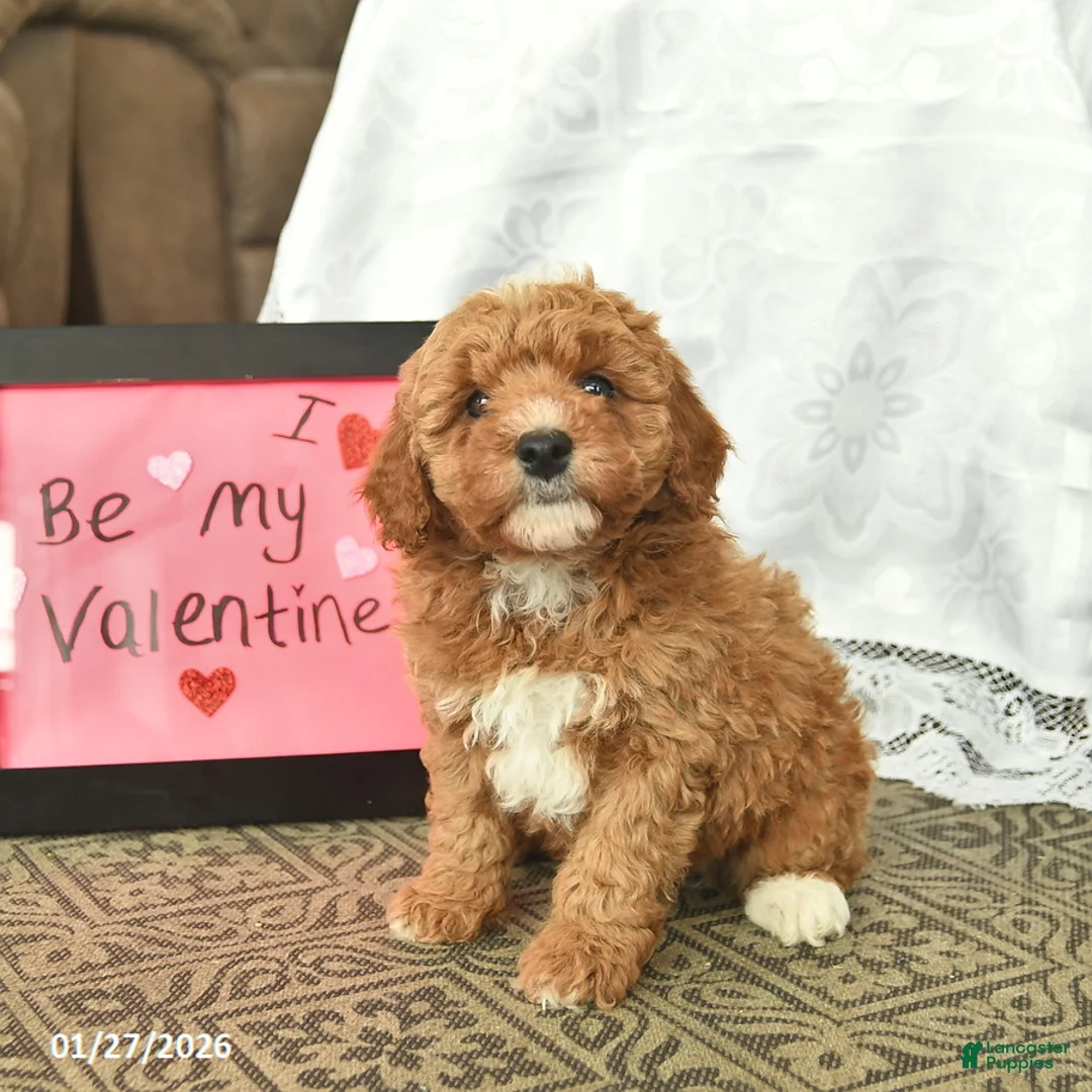 Miniature Poodle dogs for sale: Chuck  - Ad 5