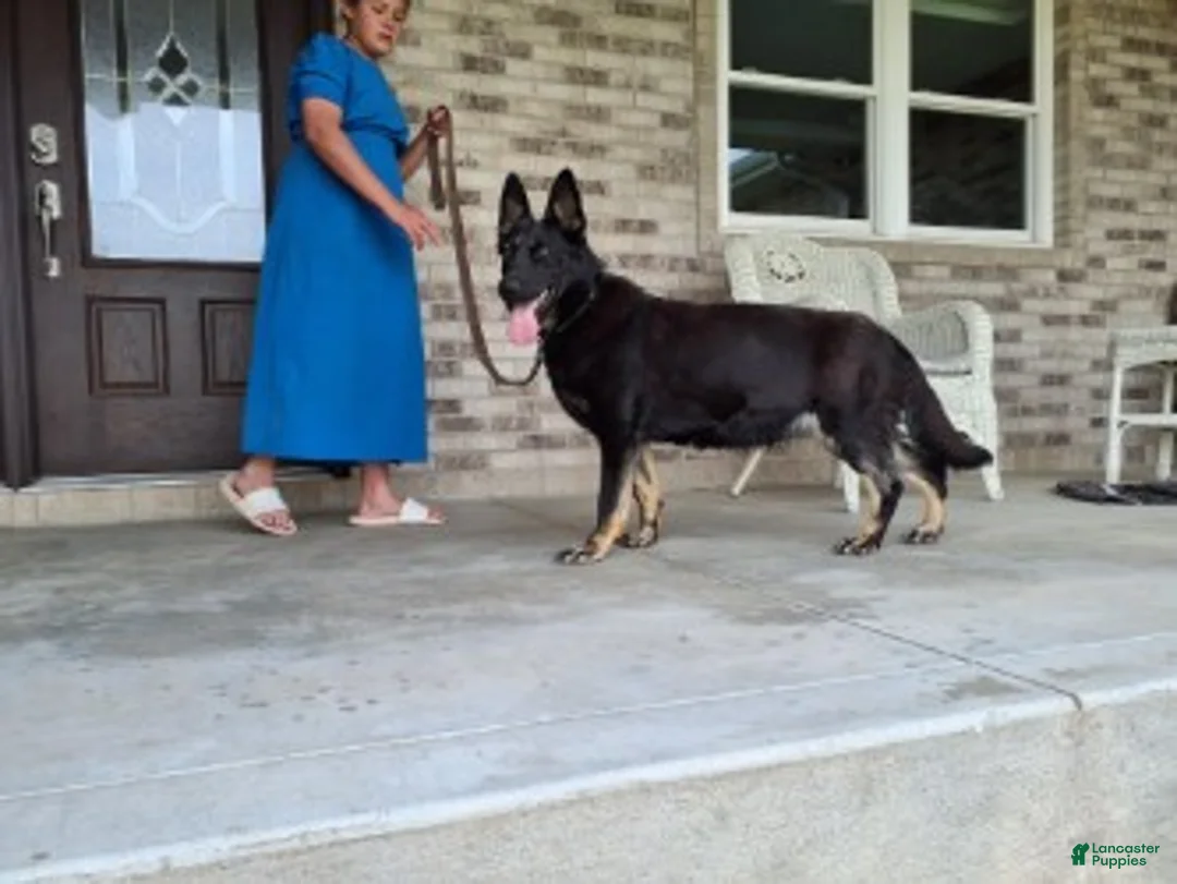 German Shepherd dogs for sale: Rudolph - Ad 6