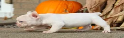 French Bulldog dogs for sale:  Rosa💖 - Ad 9