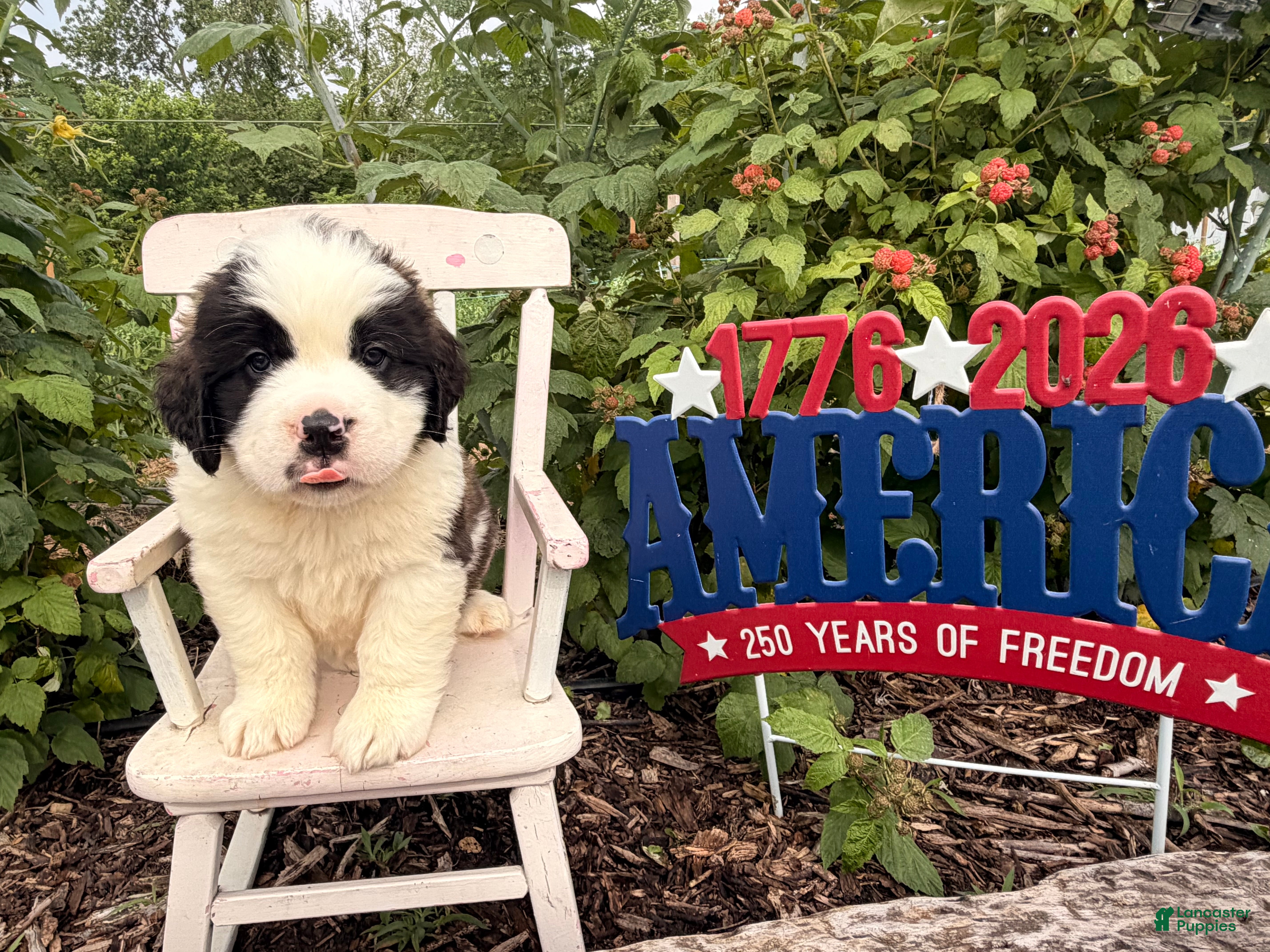 Saint Bernard dogs Bubba - Ad 2