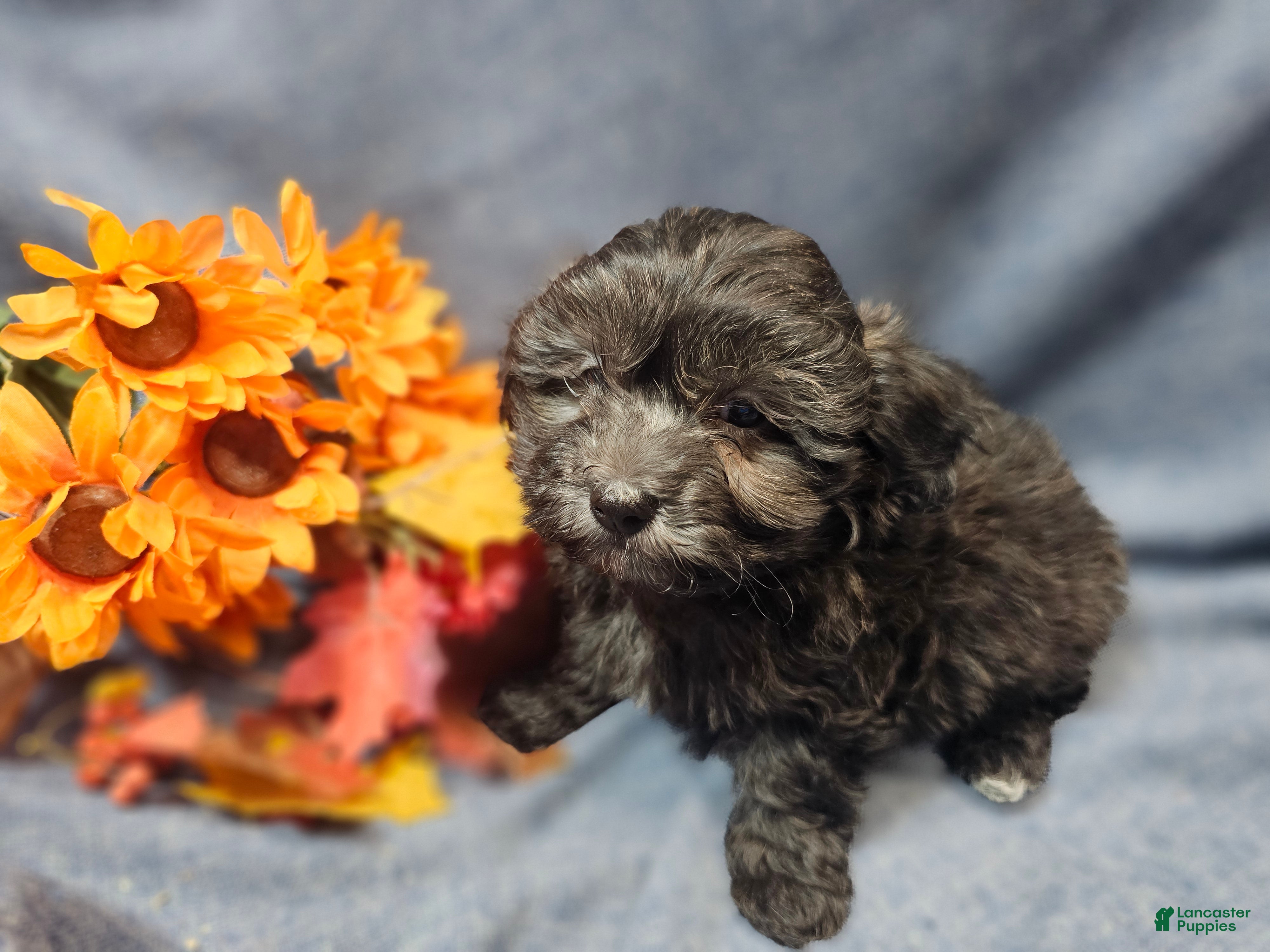 Maltipoo dogs Jack - Ad 1