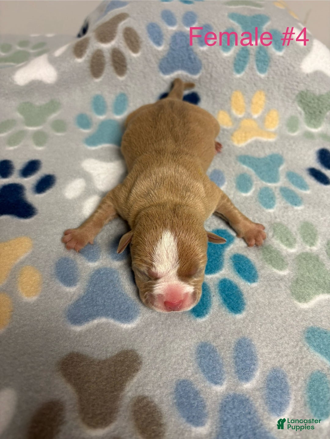 American Bully dogs for sale: Caramel  - Ad 10