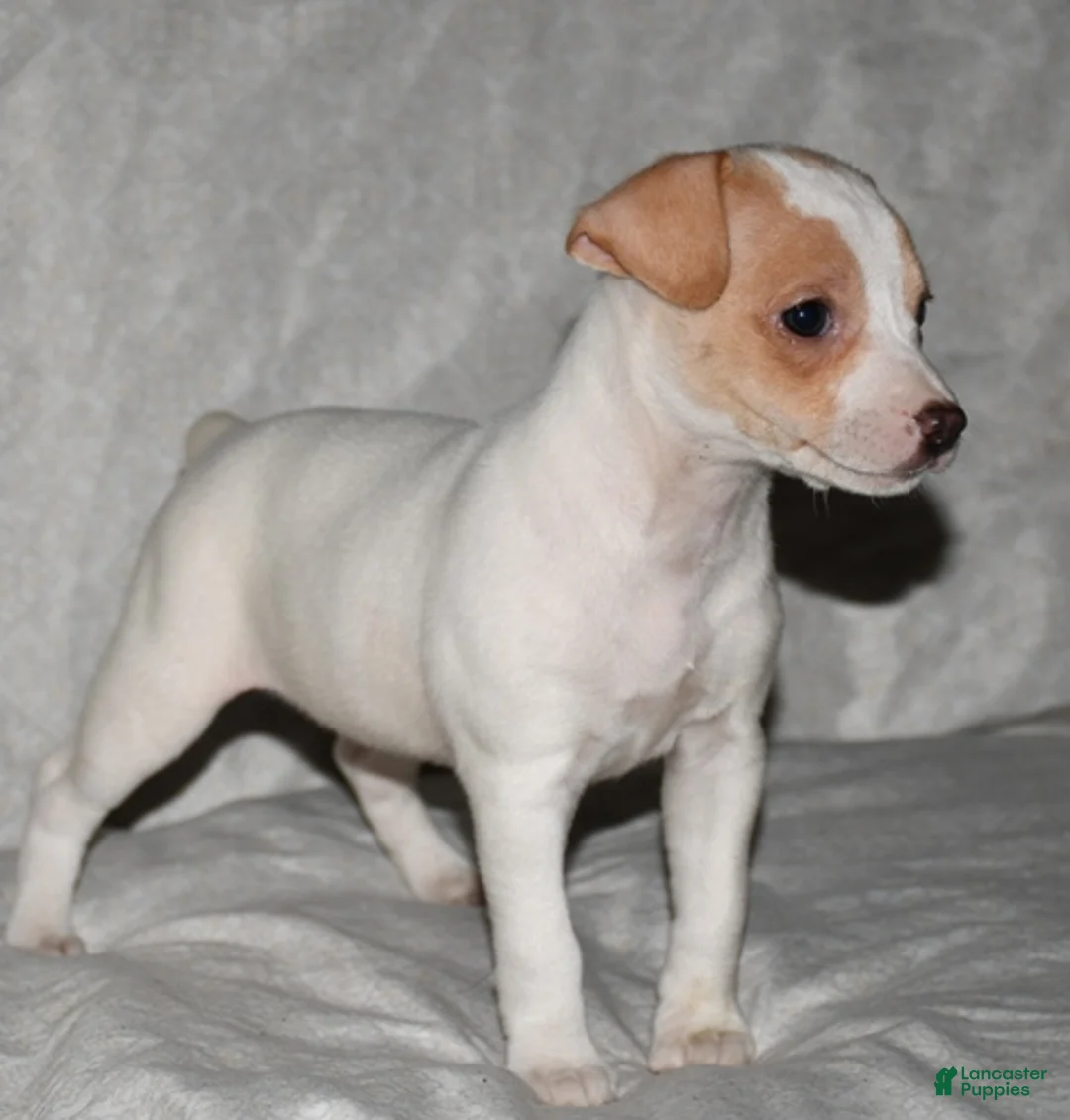 Rat Terrier dogs for sale: Mavis - Ad 5
