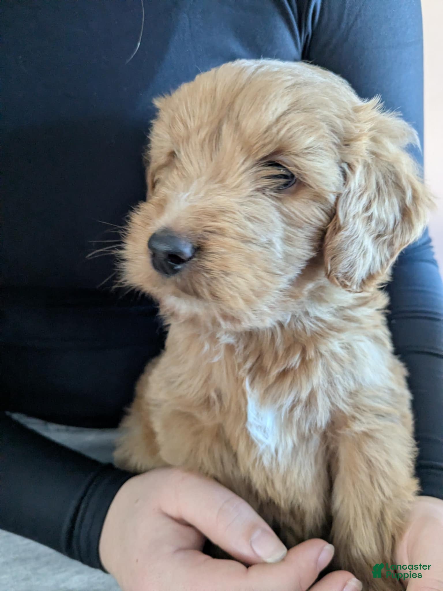 Golden Retriever dogs Golden Doodle  - Ad 38