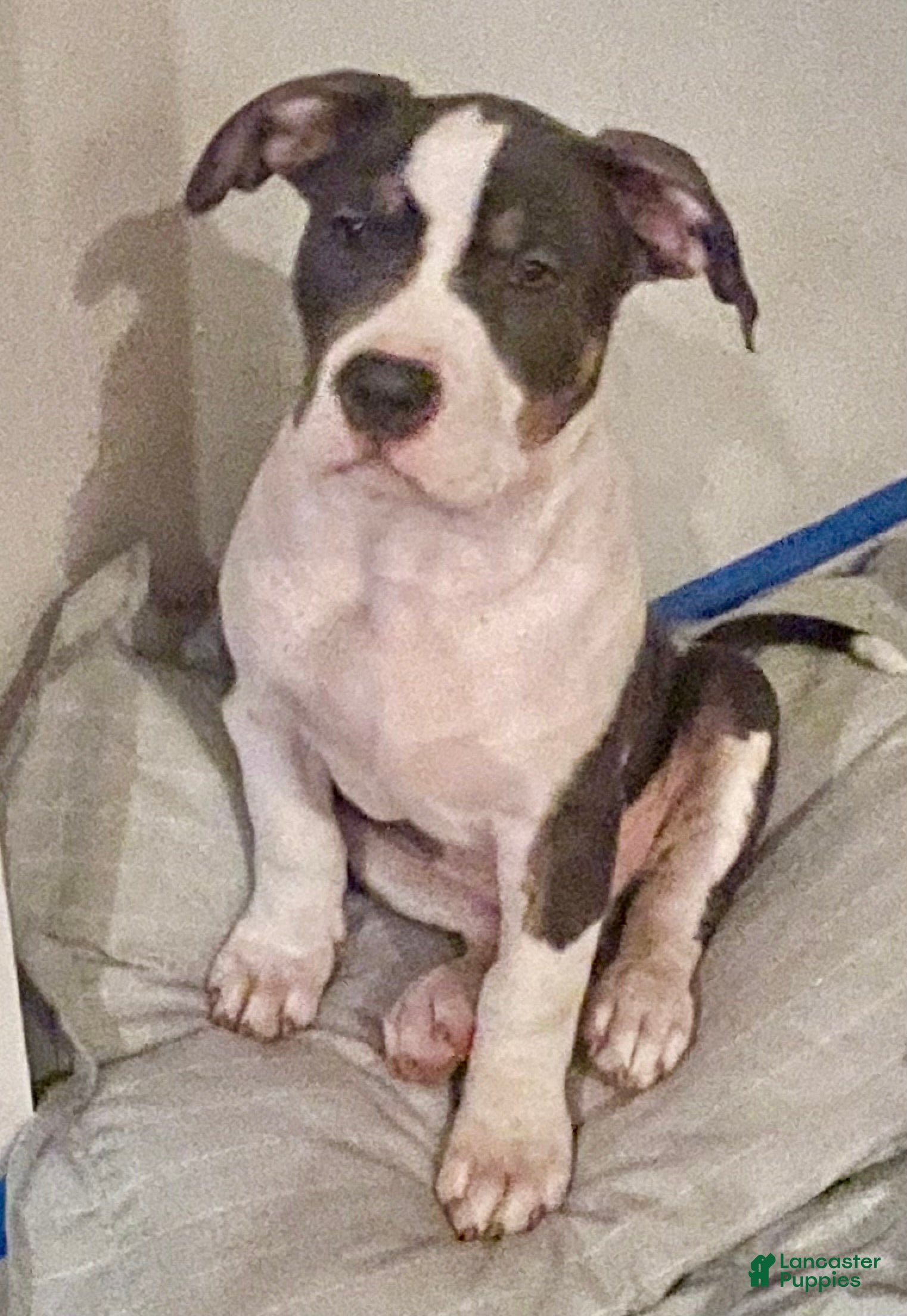 American Bully dogs Alpha-Al - Ad 1