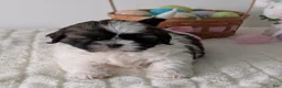 Shih Tzu dogs for sale: Ezi  - Ad 8