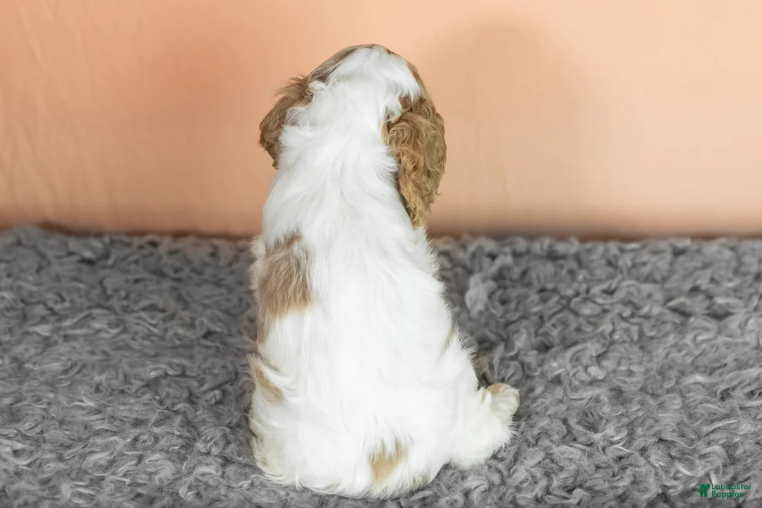 Cocker Spaniel dogs for sale: Hendrick  - Ad 4