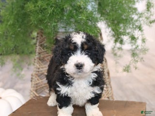 Mini Bernedoodle dogs - Ad 22