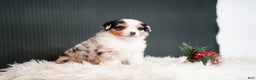 Miniature Australian Shepherd dogs for sale: Blake - Ad 6