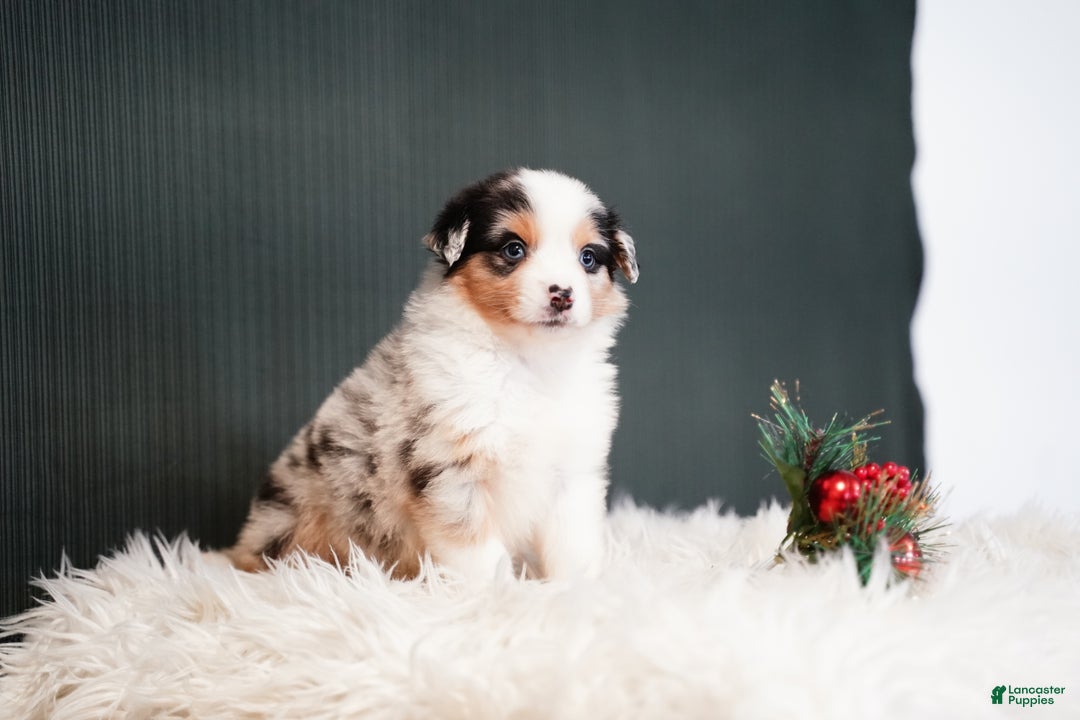 Miniature Australian Shepherd dogs for sale: Blake - Ad 6