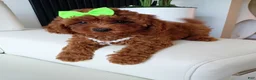 Toy Poodle dogs for sale: Mocha Red Toy Poodle  - Ad 2