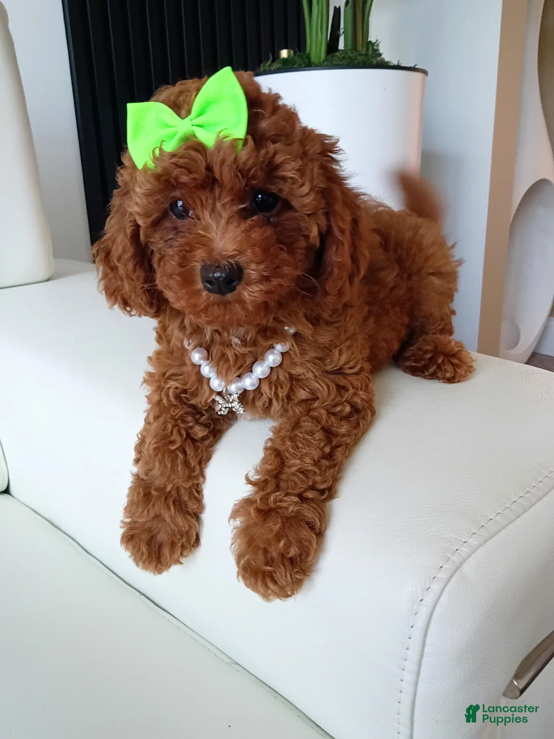Toy Poodle dogs for sale: Mocha Red Toy Poodle  - Ad 2