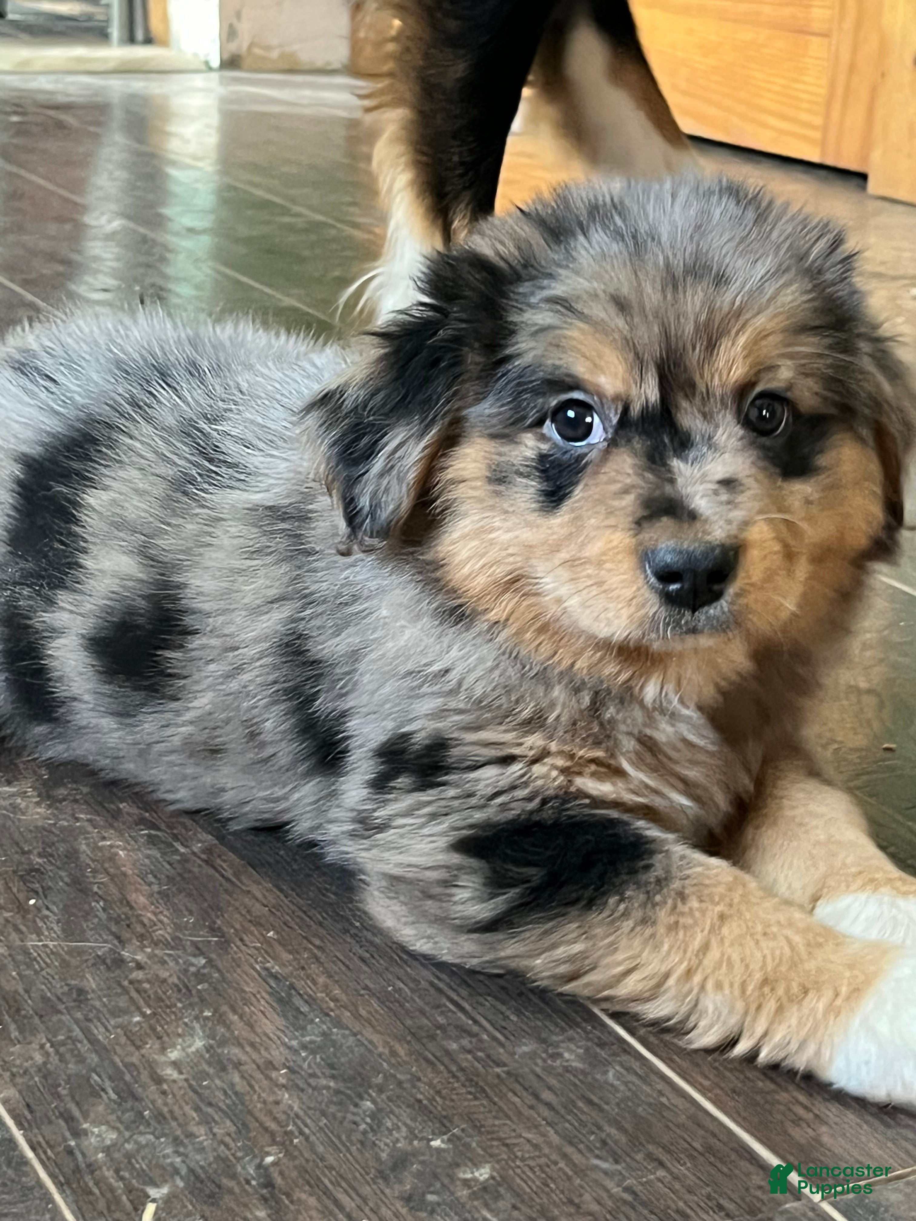 Mixed Breed dogs Coco - Ad 28