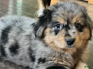 Mixed Breed dogs Coco - Ad 28