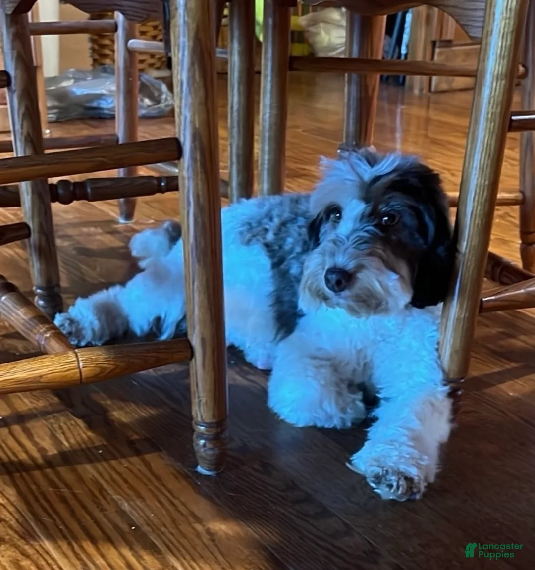 Mixed Breed dogs for sale: Theo mini Whoodle - Ad 7