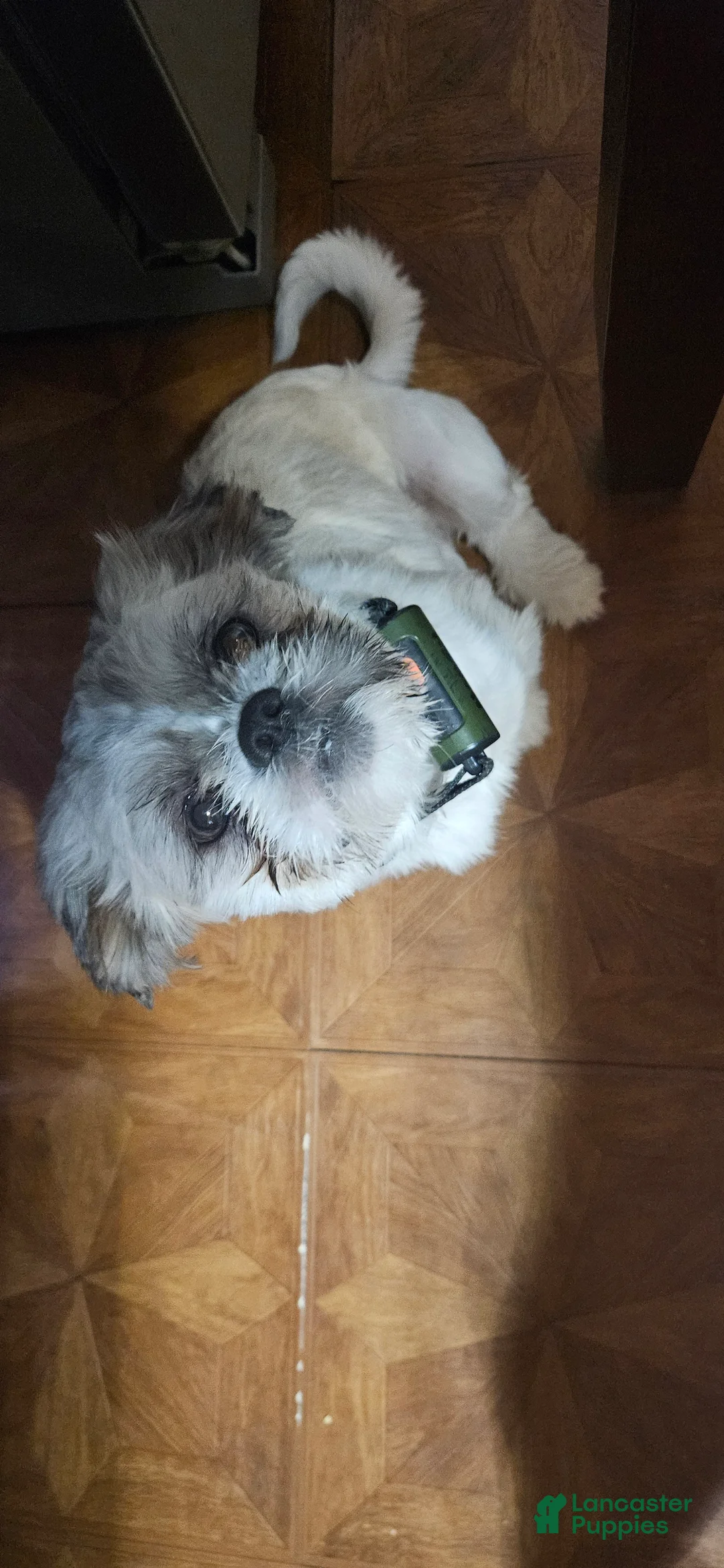 Shih Tzu dogs for sale: Henry - Ad 2