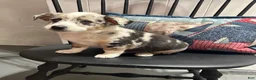 Miniature Australian Shepherd dogs for sale: Georgie - Ad 2