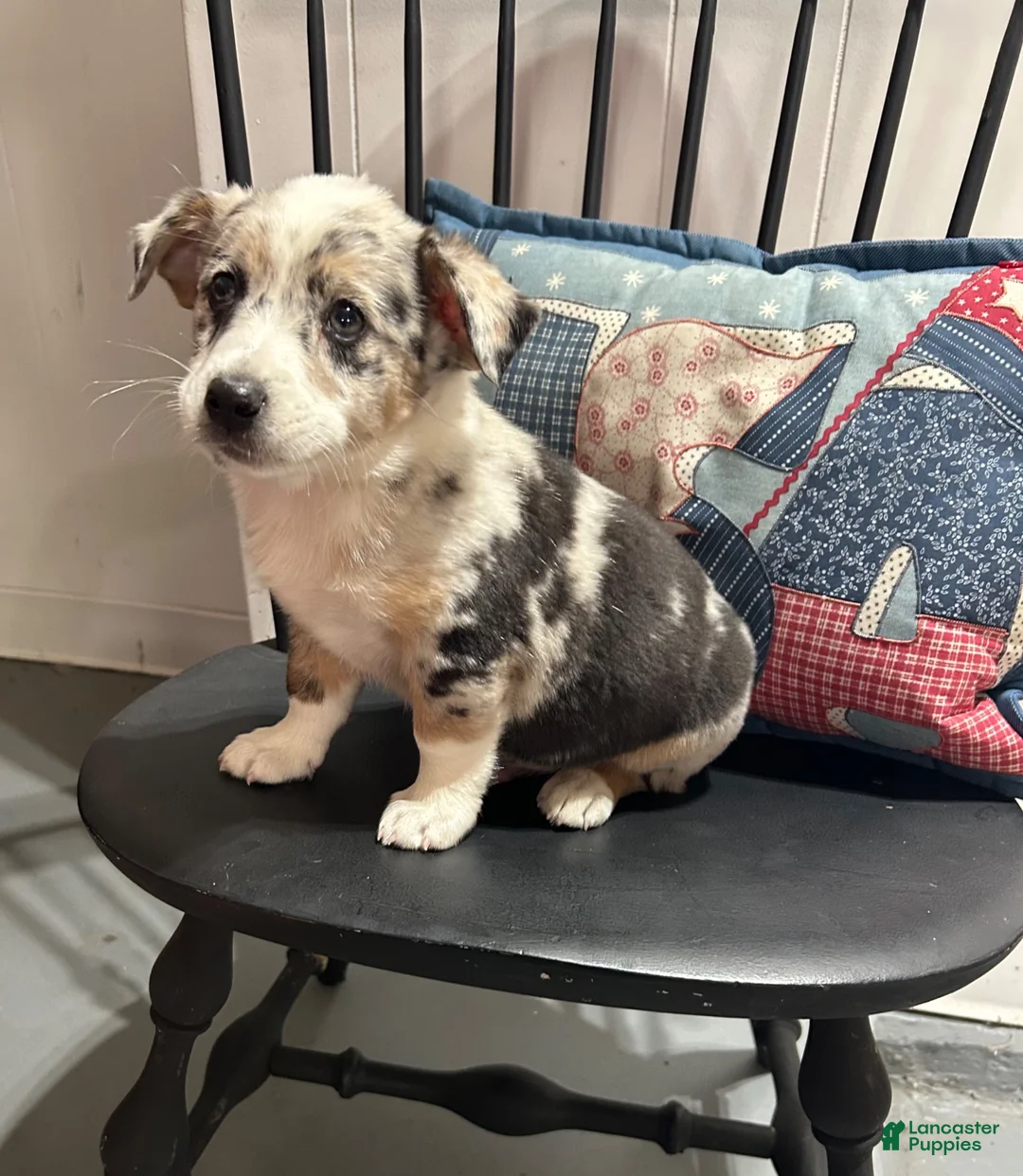 Miniature Australian Shepherd dogs for sale: Georgie - Ad 2