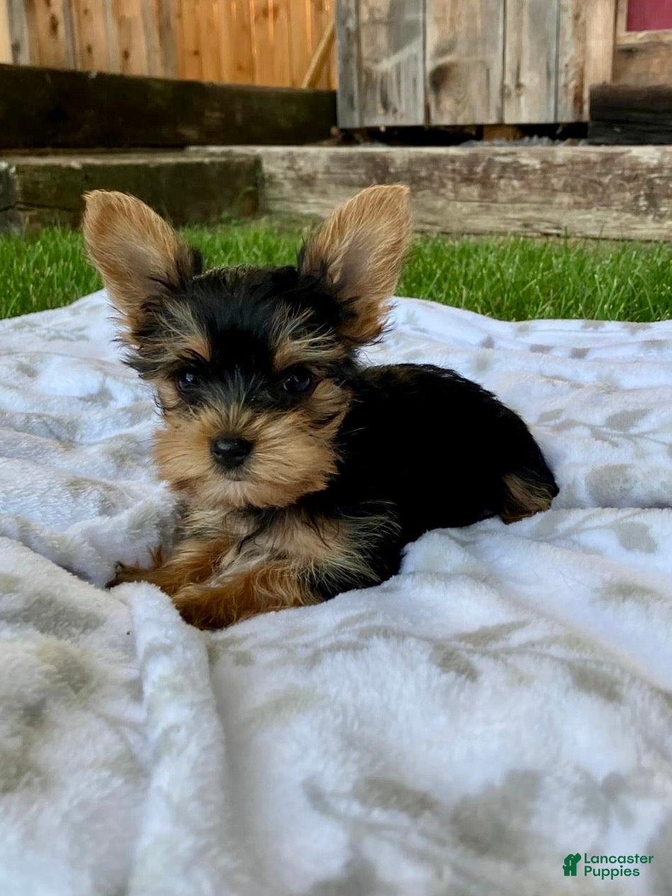 Yorkshire Terrier dogs Moriah - Ad 2