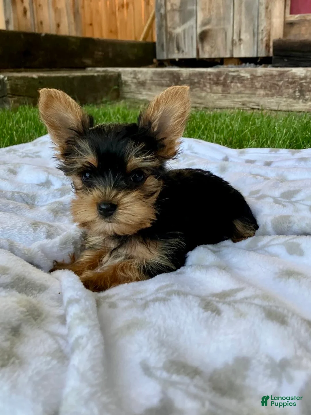 Yorkshire Terrier dogs for sale: Moriah - Ad 2