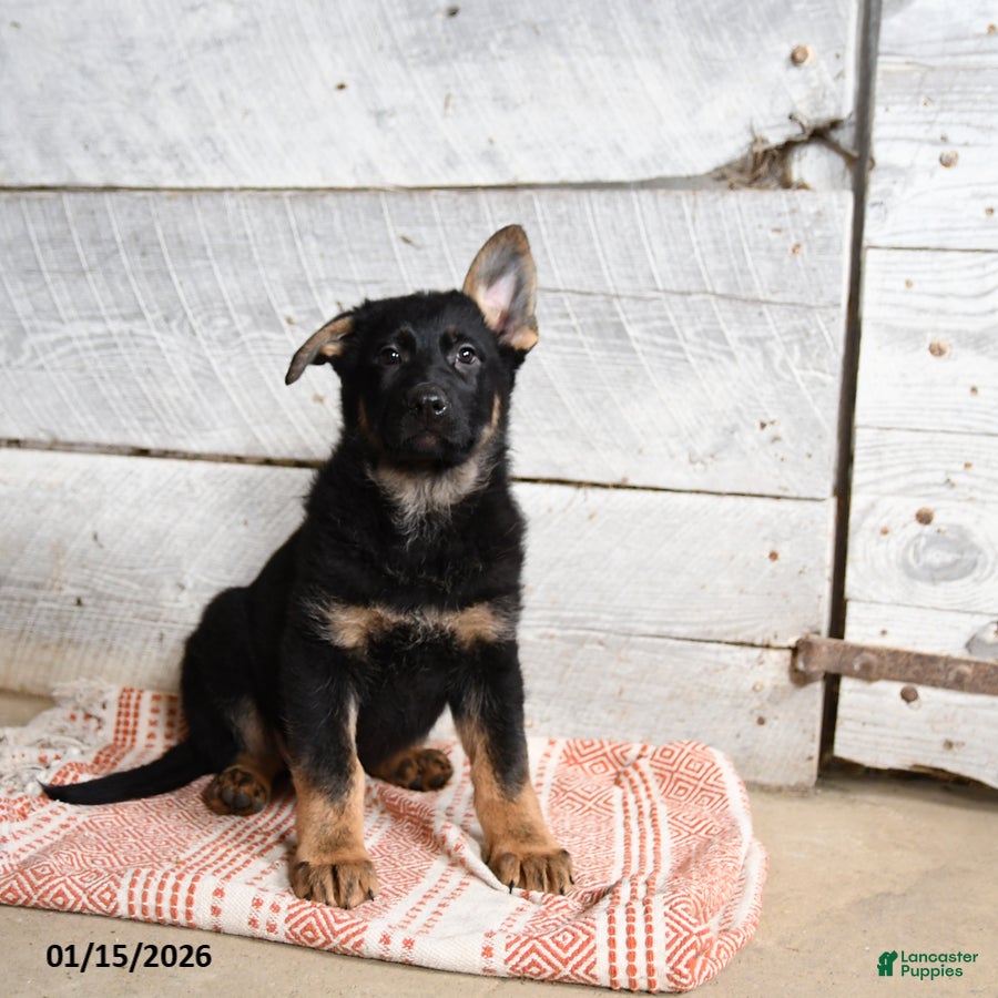 German Shepherd dogs Bambi  - Ad 3