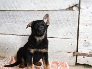 German Shepherd dogs Bambi - Ad 39