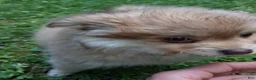 Pomapoo dogs for sale: Pomapoo 1 - Ad 9