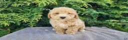 Mini Bernedoodle dogs for sale: Liam - Ad 16