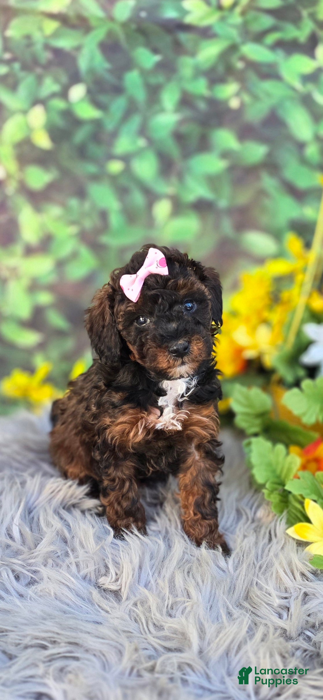 Cavapoo dogs Charm - Ad 40