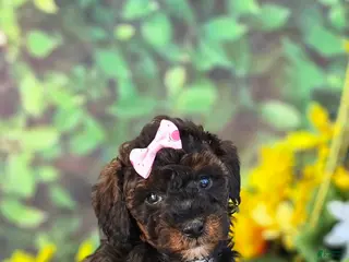 Cavapoo dogs Charm - Ad 39