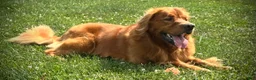 Golden Retriever dogs for stud: Kinser - Ad 4
