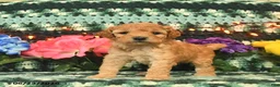Mini Goldendoodle dogs for sale: Karabell  - Ad 4