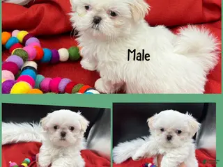 Shih Tzu dogs Bunny - Ad 2