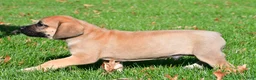 English Mastiff dogs for sale: Axe - Ad 5