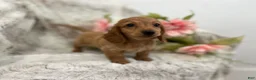 Dachshund dogs for sale: Carmen  - Ad 8
