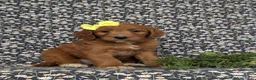 Goldendoodle dogs for sale: Venus - Ad 3