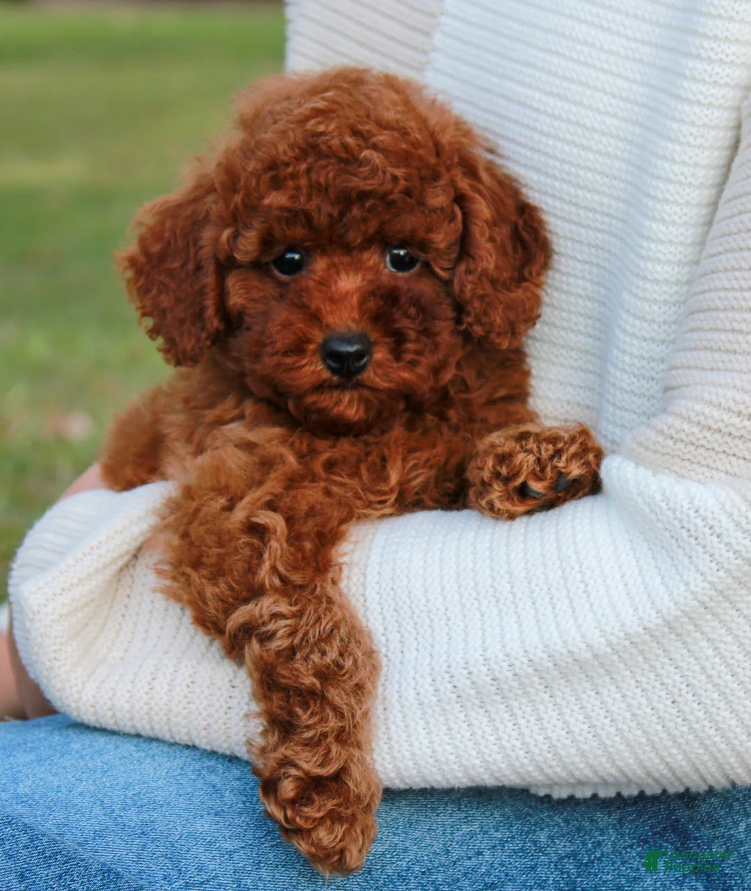Toy Poodle dogs for sale: Saffron - Ad 3