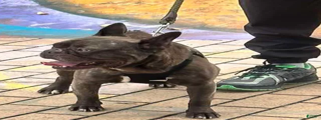 Draco 
