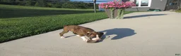 Boxer dogs for sale: Remi - Ad 5