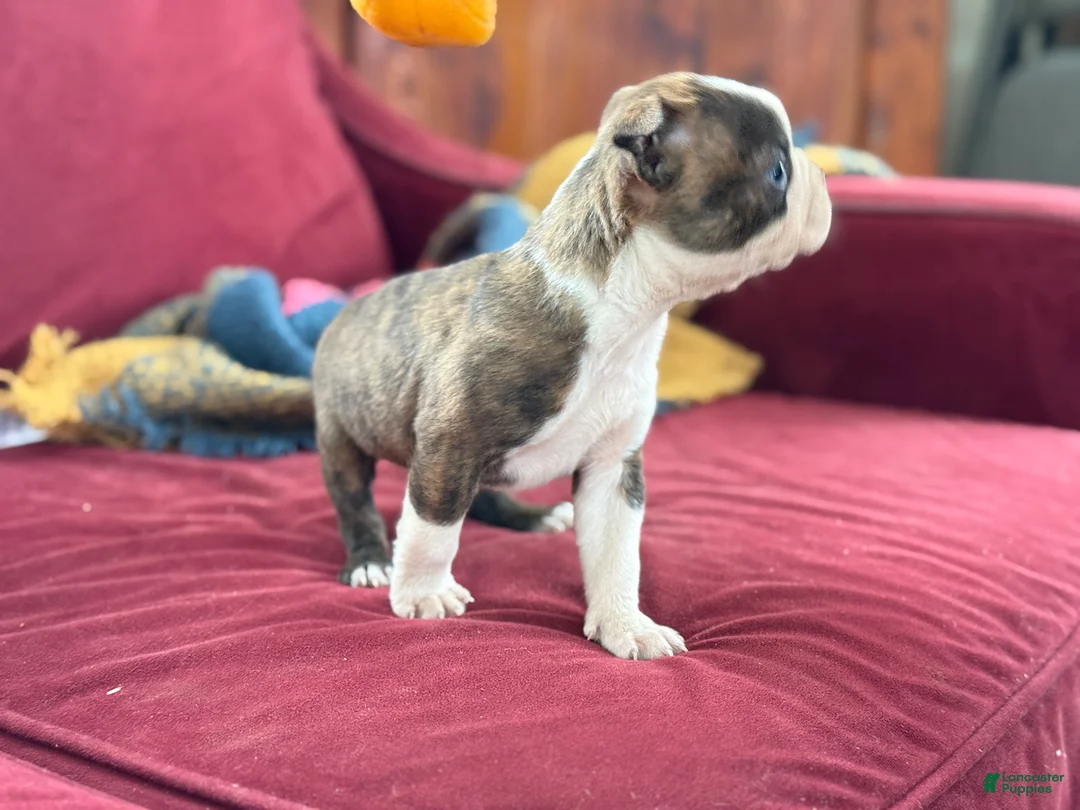 Boston Terrier dogs for sale: Bert - Ad 15