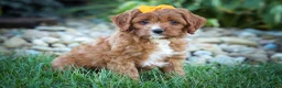 Cavapoo dogs for sale: MAXY - Ad 6